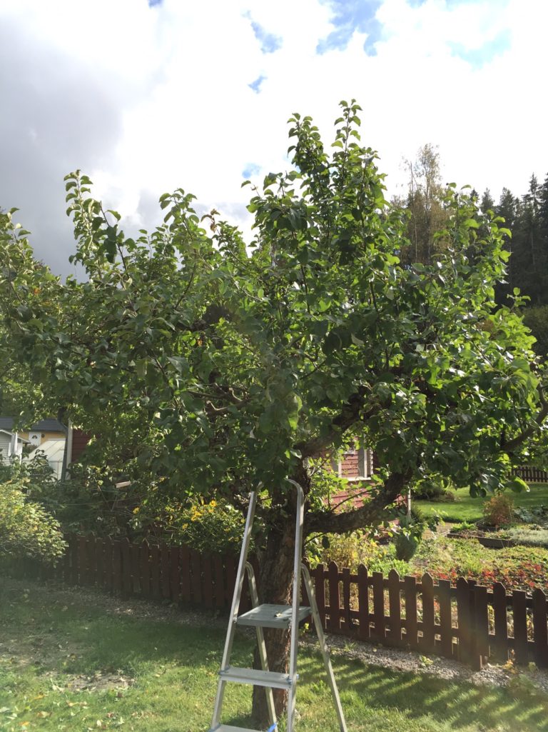 Beskära äppelträd – IT-killen som blir bonde